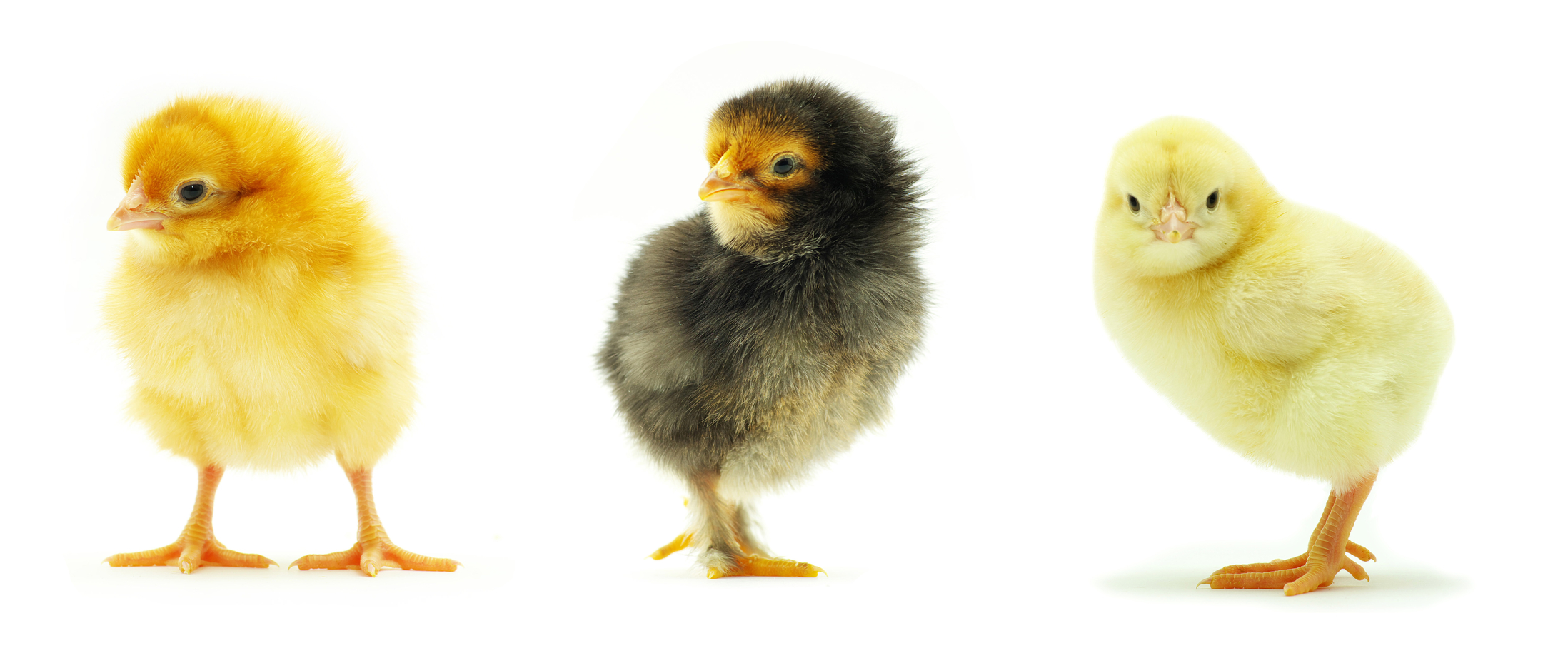 raising baby chicks