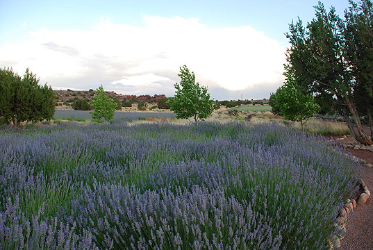 field06.jpg field06.jpg