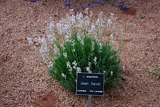 jean-davis.jpg jean-davis.jpg