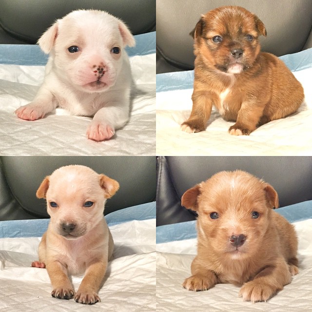 pitbull mixed with chihuahua puppies chihuahua rescue puppies their pit bull foster suburban apparel pitbull mixed with chihuahua puppies chihuahua rescue puppies their pit bull foster suburban apparel