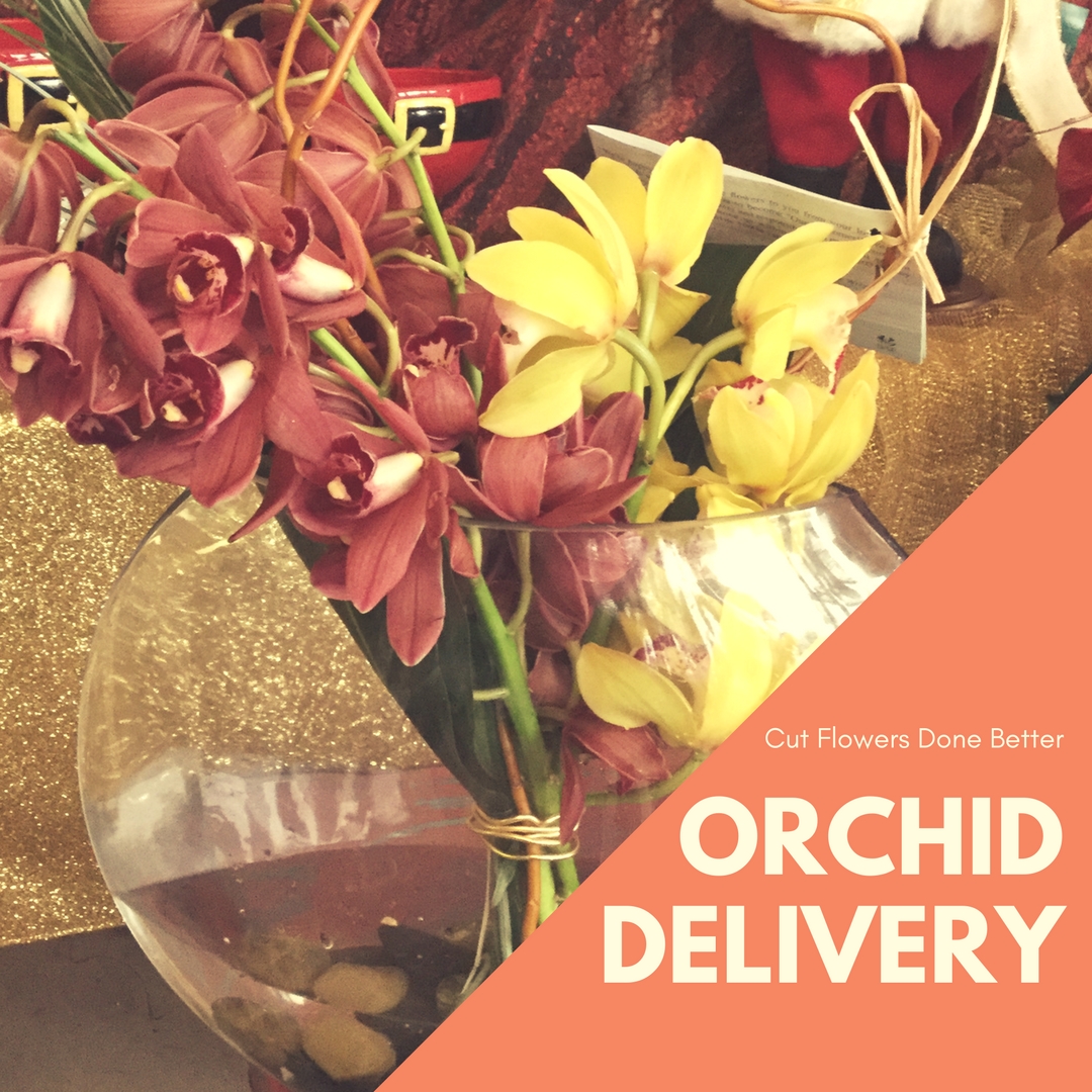 Orchid Delivery | what you should know before ordering your orchid delivery Orchid Delivery | what you should know before ordering your orchid delivery