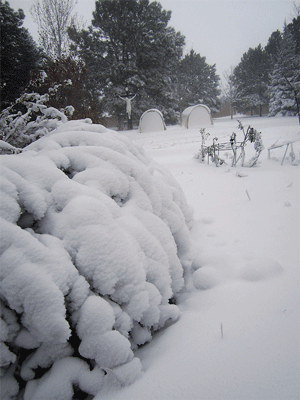 November Snow storm snow storm at carmel, carmelite grounds