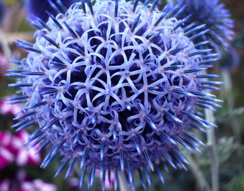 Globe Thistle Flower Essence