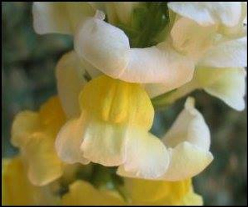 Snapdragon Flower Essence