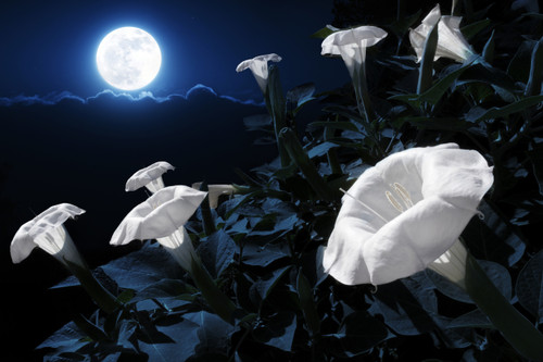Datura Flower Essence