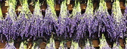 Body Bliss About Us Purple Flowers