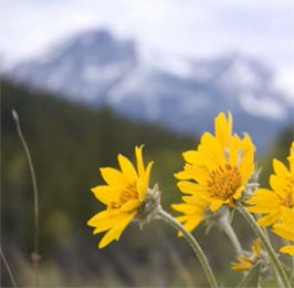 Body Bliss About Us Sunflowers