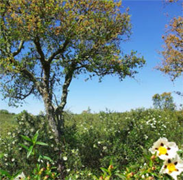 Body Bliss About Us Tree