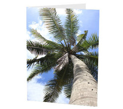 "Summer Wind" Card "Summer Wind" Card