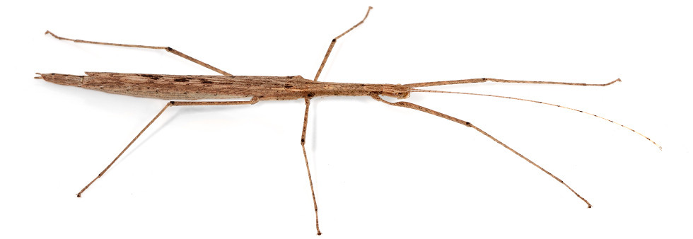 image gallery: stickinsect