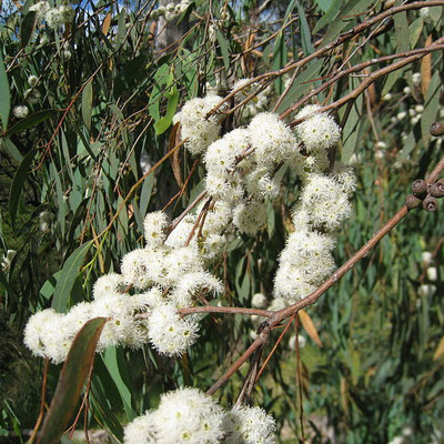 willow peppermint eucalyptus