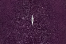 黄貂鱼皮肤紫罗兰15