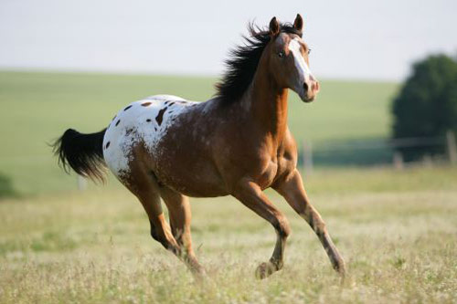 horsedetail-appaloosa.jpg