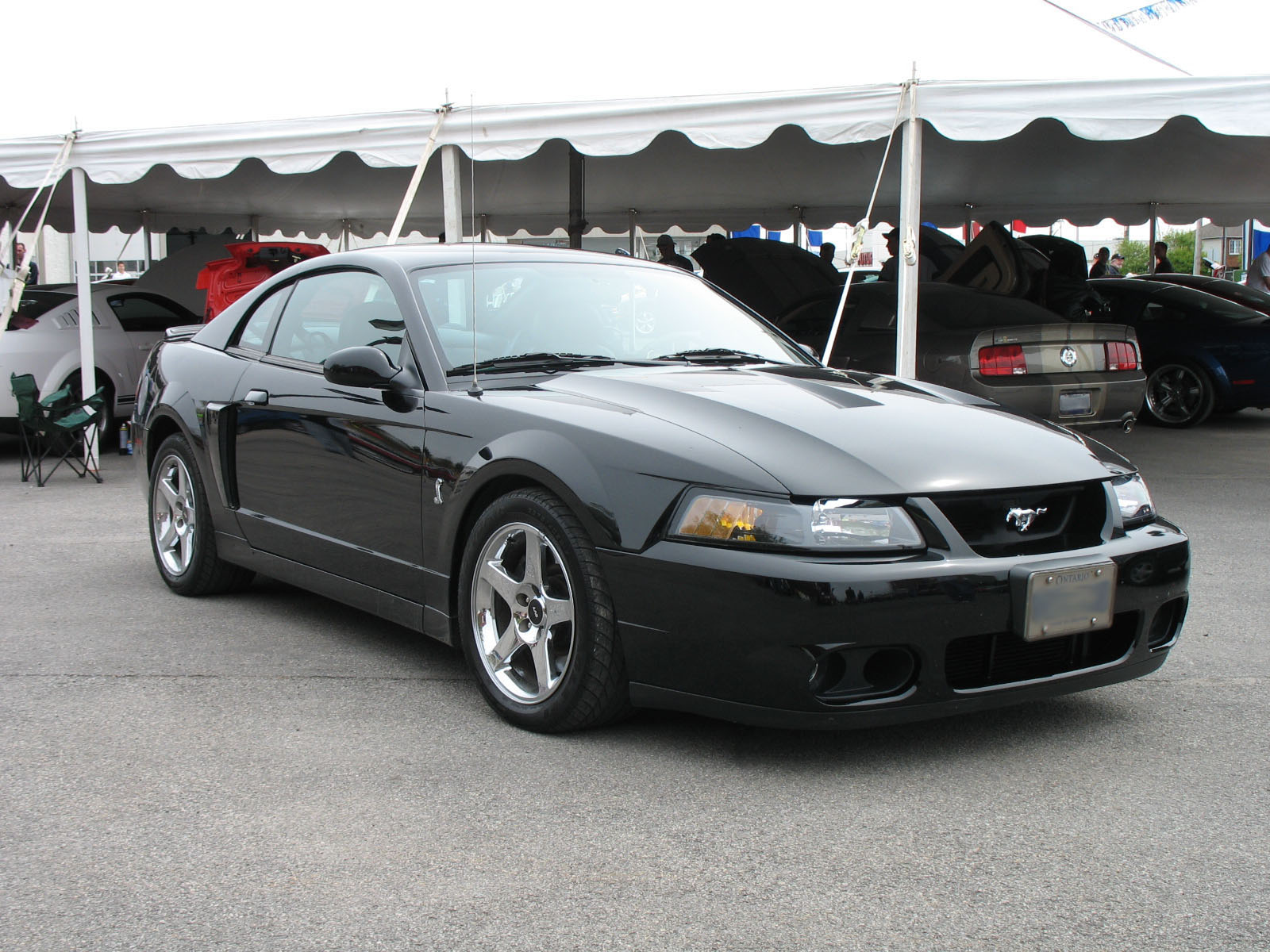 2003 Ford Mustang Cobra - The Terminator 2003 Ford Mustang Cobra - The Terminator