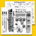 Honeybee Wall Poster Set