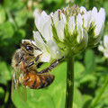 Clover Seed