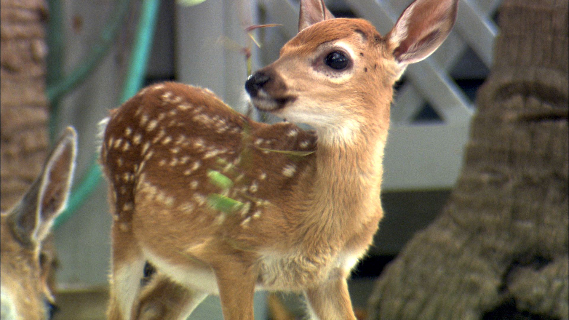 Key deer is the smallest species of all white-tailed deer. Bucks range