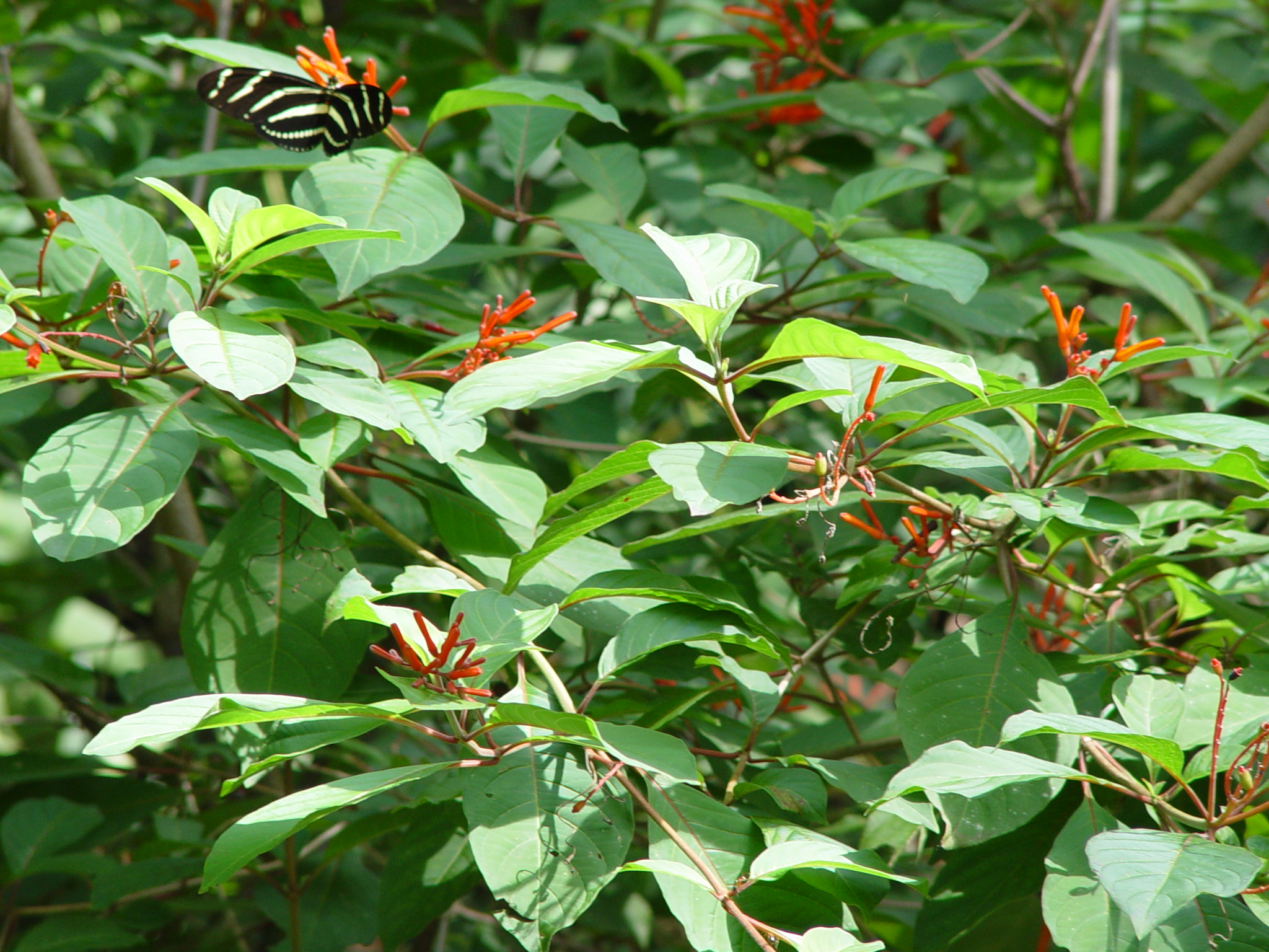 Chionanthus pygmaeus is a shrub or small tree that is often less than 