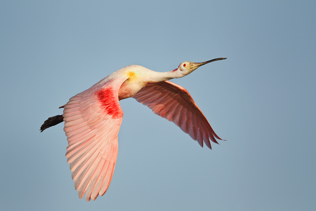 Once very common in parts of the southeast until the 1860s, spoonbills 
