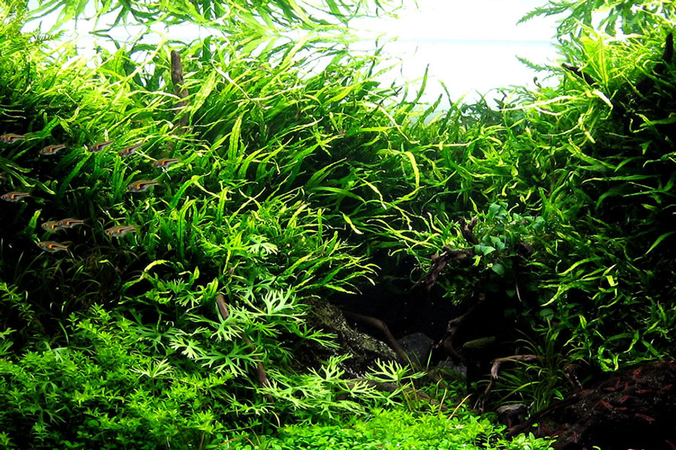 Video: Beautiful planted aquascape with GLA CO2 System & Atomic CO2 diffuser