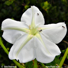 Ipomoea alba  Moon Vine, Moonflower Vine