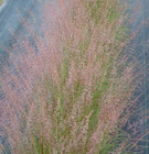 Sporobolus junceus, Pineywoods Dropseed