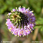 Dalea carnea-Pink Prairie Clover