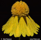 Helenium amarum-Yellow Sneezeweed, Bitterweed