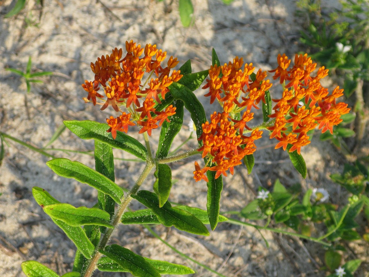 Asclepias tuberosa Butterfly Milkweed Florida