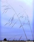 Aristida patula-Tall Threeawn
