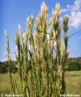 Andropogon glomeratus - Bushy Bluestem