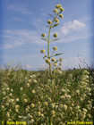 Hyptis alata, Clustered Bushmint