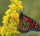 Solidago sempervirens- Seaside Goldenrod