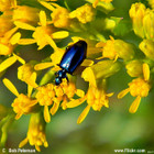 Euthamia carolinlana, Flat-topped Goldenrod