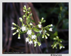 Ageratina jucunda - Hoarhound, Hammock Snakeroot