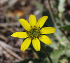 Berlandiera subacaulis - Florida Greeneyes