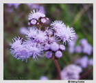 Conoclinium coelestinum - Blue Mistflower