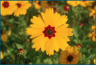Coreopsis basalis - Goldenmane Tickseed, Dye Flower