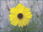 Coreopsis leavenworthii - Leavenworth's Tickseed