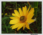Helianthus angustifolius - Swamp Sunflower, Narrowleaf Sunflower
