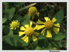 Helenium autumnale - Common Sneezeweed