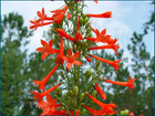 Ipomopsis rubra - Standing Cypress, Spanish Larkspur