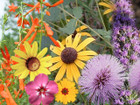 Butterfly Mix   3 oz