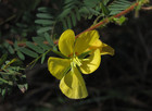 Chamaecrista fasciculata - Partridge Pea