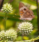 Eryngium yuccifolium - Rattlesnake Master