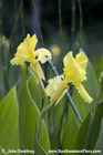 Canna flaccida  Bandanna-of-the-Everglades, Southern Marsh Canna