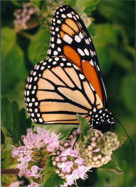 1st_place_insects_kevin_from_greenbrier.jpeg 1st_place_insects_kevin_from_greenbrier.jpeg