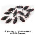 Fake Roaches 9026