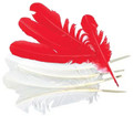 Turkey Quil (Red or White) 1625