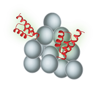 SepSphereTM Protein A agarose
